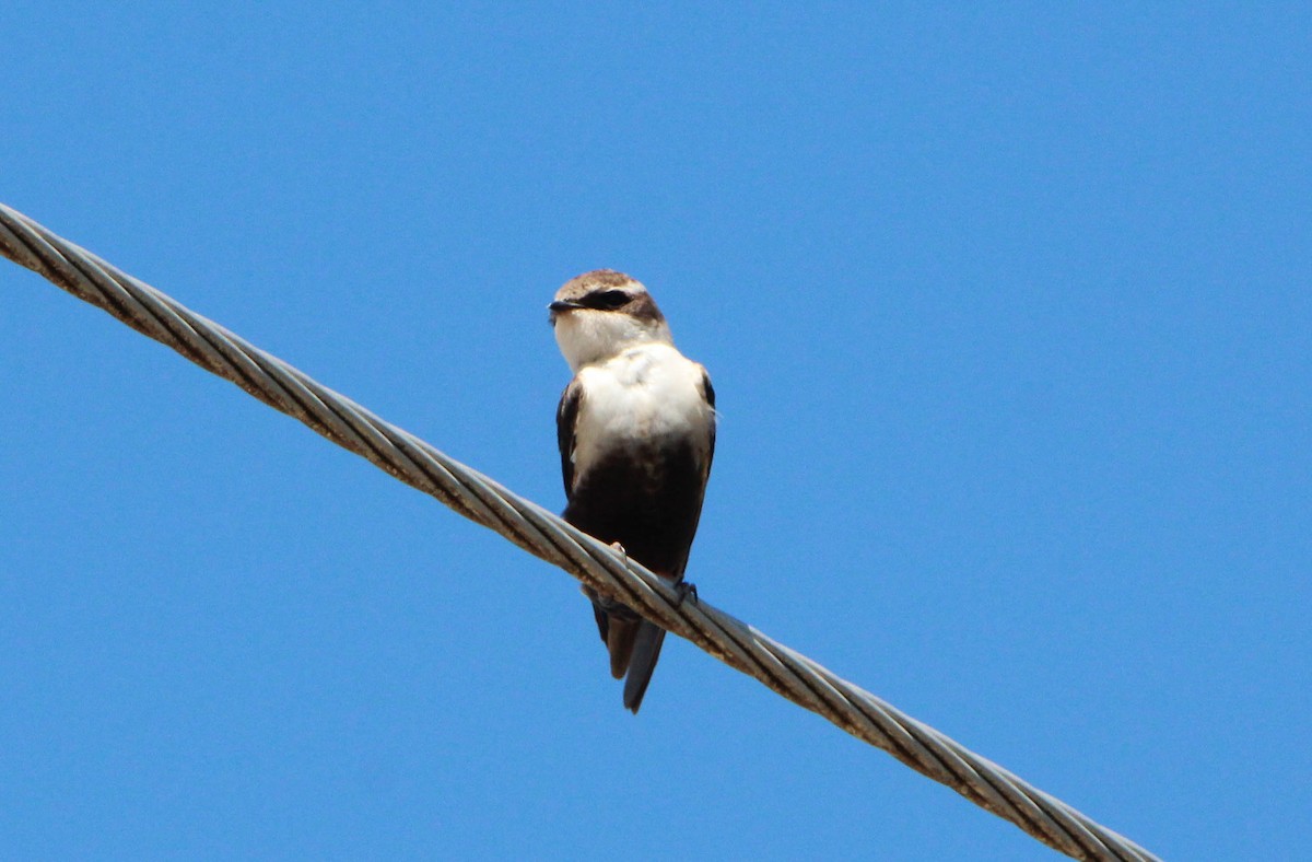 White-backed Swallow - Sandra Gallienne