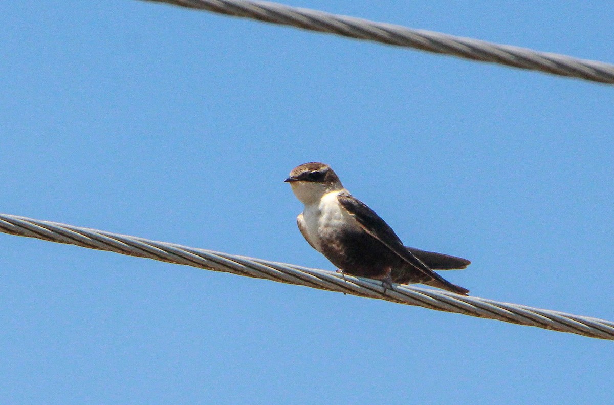 White-backed Swallow - Sandra Gallienne