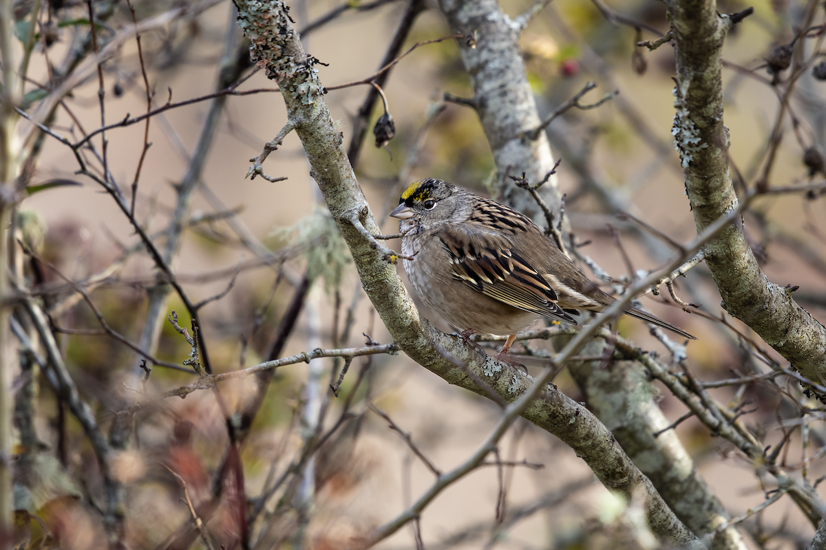 Golden-crowned Sparrow - ML123672281
