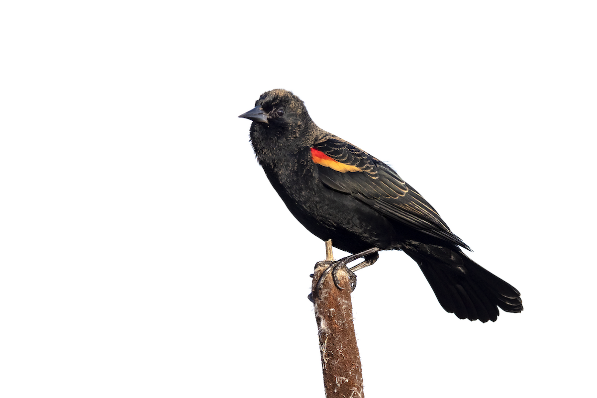 Red-winged Blackbird - David Badke