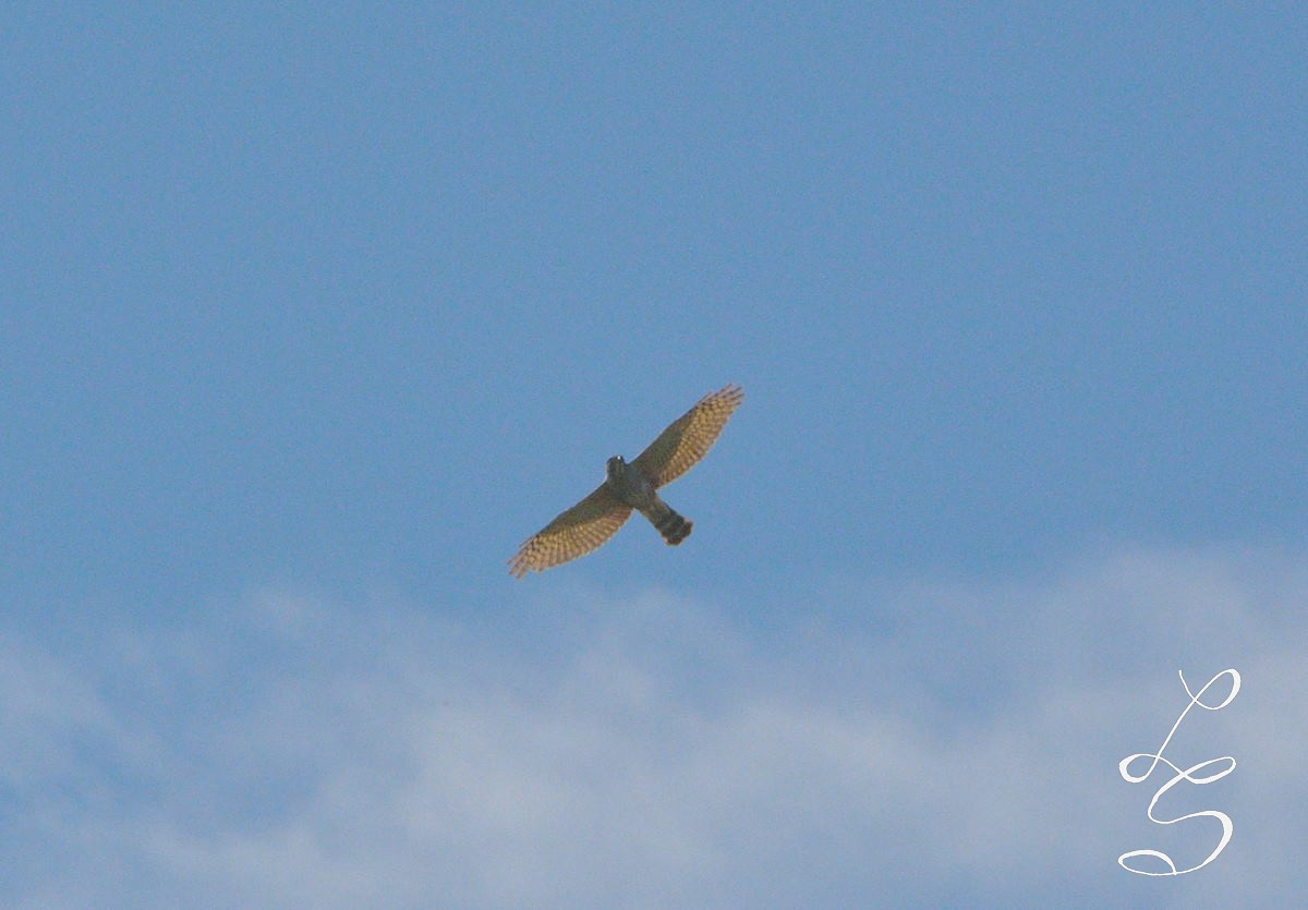 Rufous-thighed Kite - ML123674341