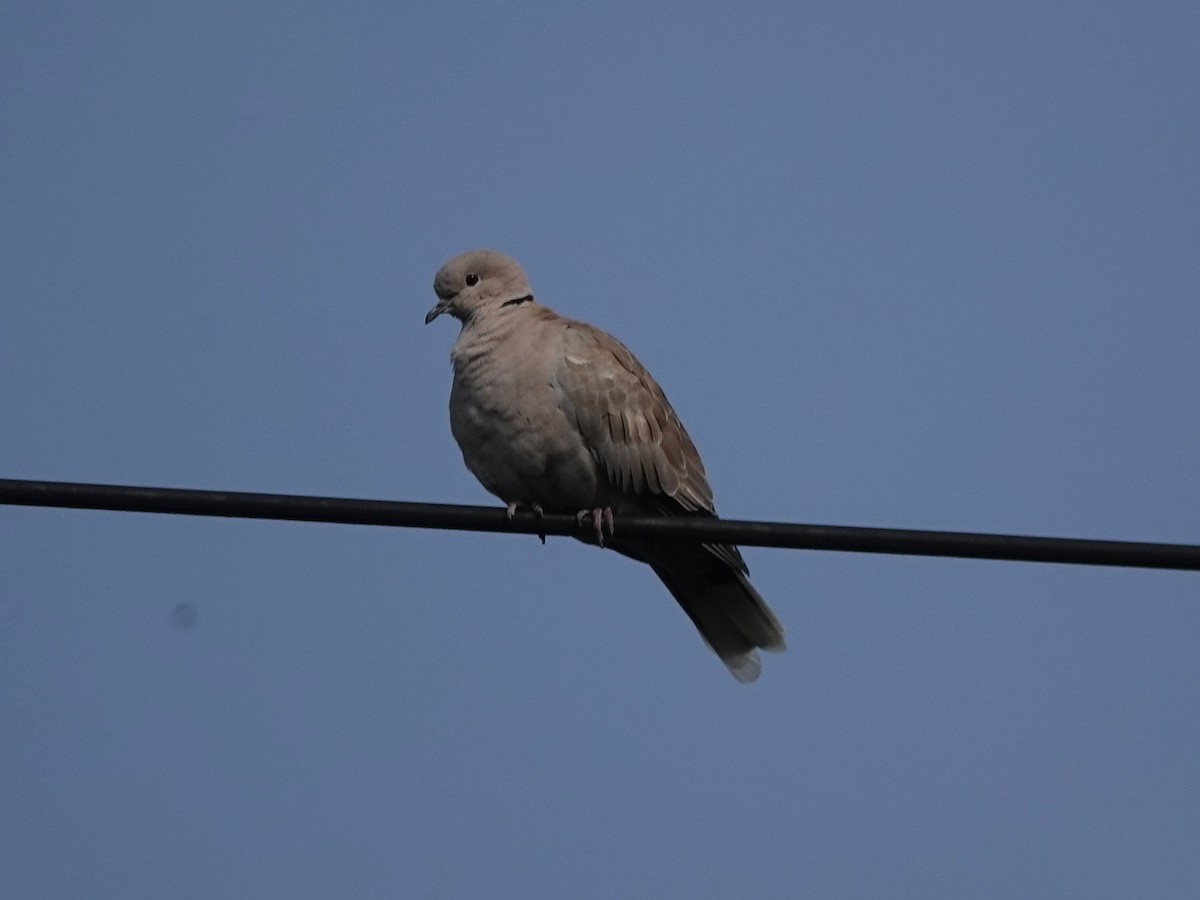 Eurasian Collared-Dove - Norman Uyeda