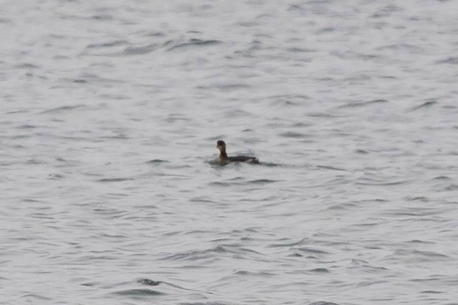 Red-necked Grebe - ML123685141