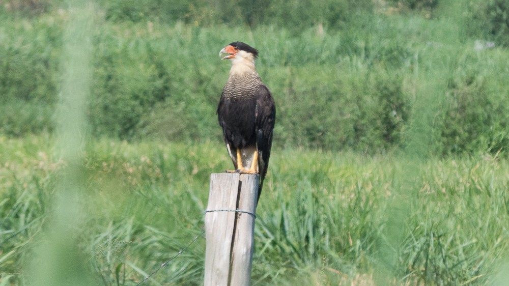 Crested Caracara (Southern) - ML123685891