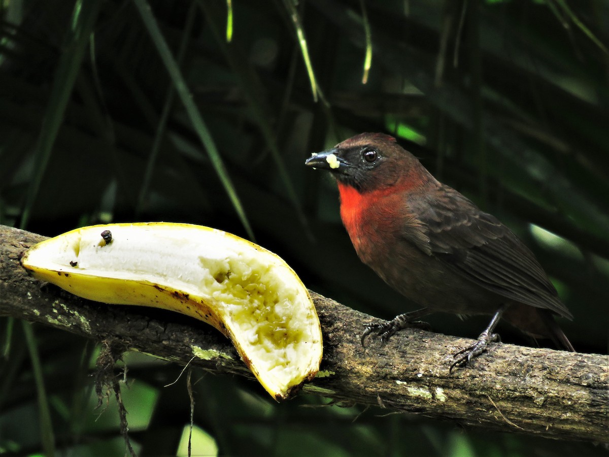 Red-throated Ant-Tanager - Mike  Hudson
