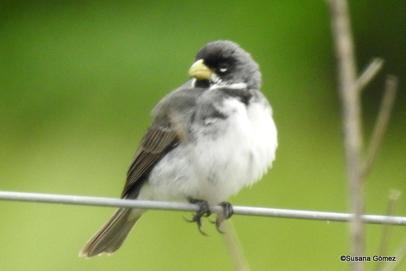 Double-collared Seedeater - ML123687151