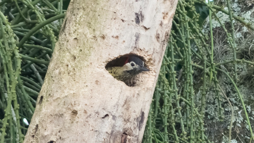 Green-barred Woodpecker - ML123687641
