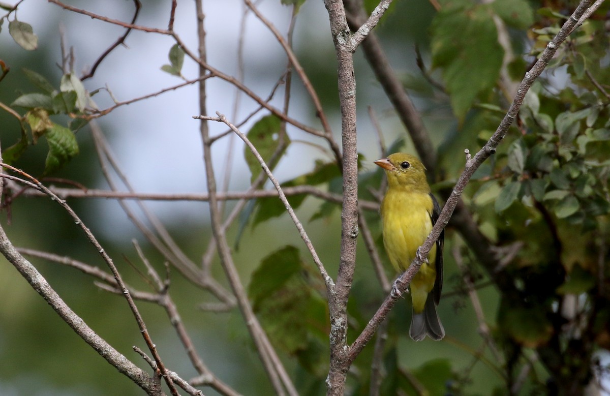 Scarlet Tanager - ML123690841