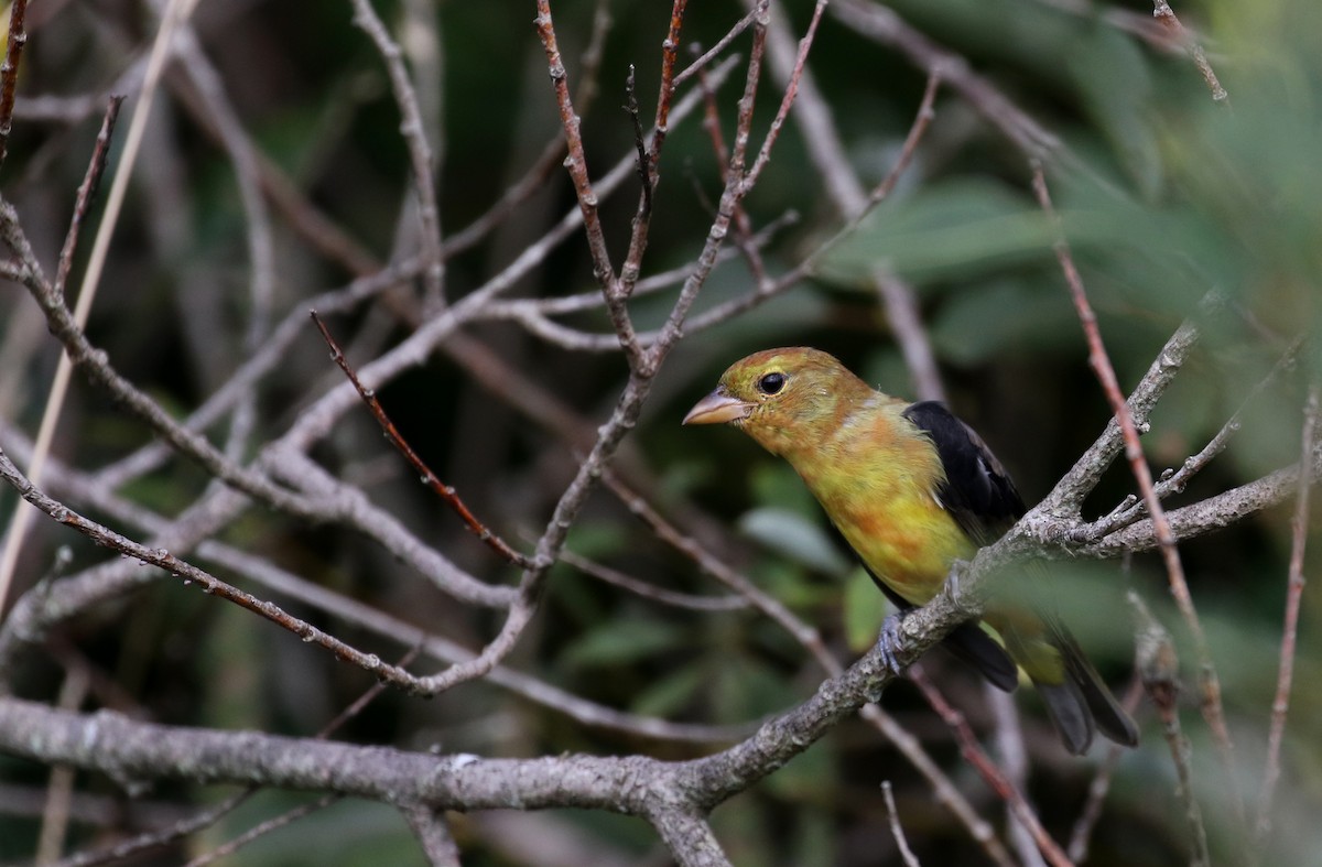 Scarlet Tanager - ML123691461