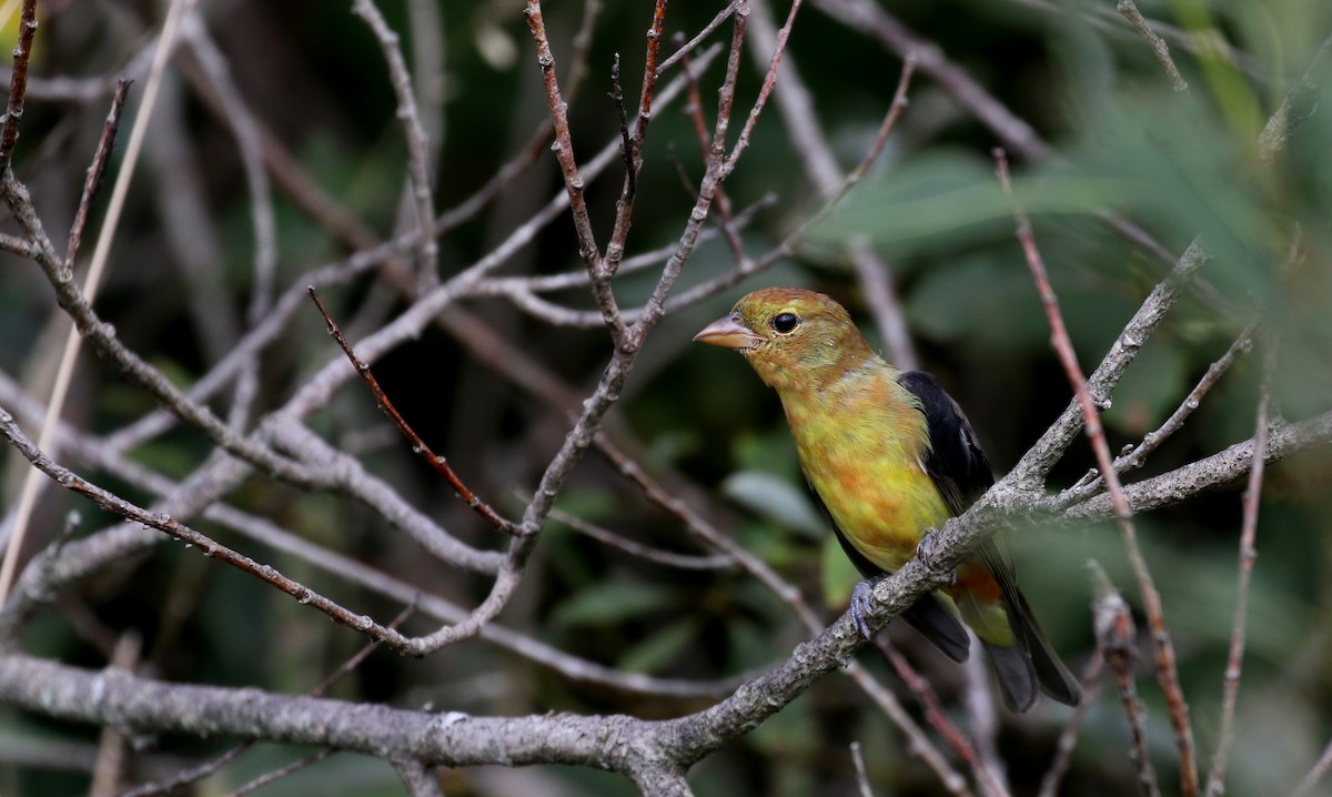 Scarlet Tanager - ML123691491