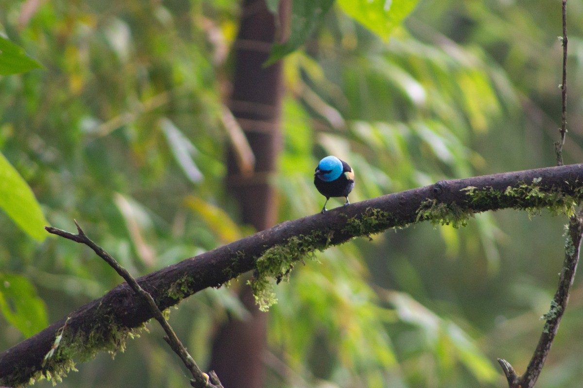 Blue-necked Tanager - ML123691561