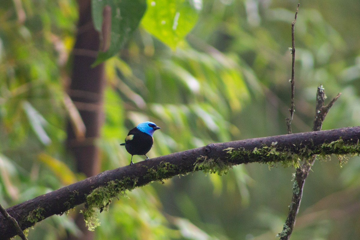 Blue-necked Tanager - ML123691571