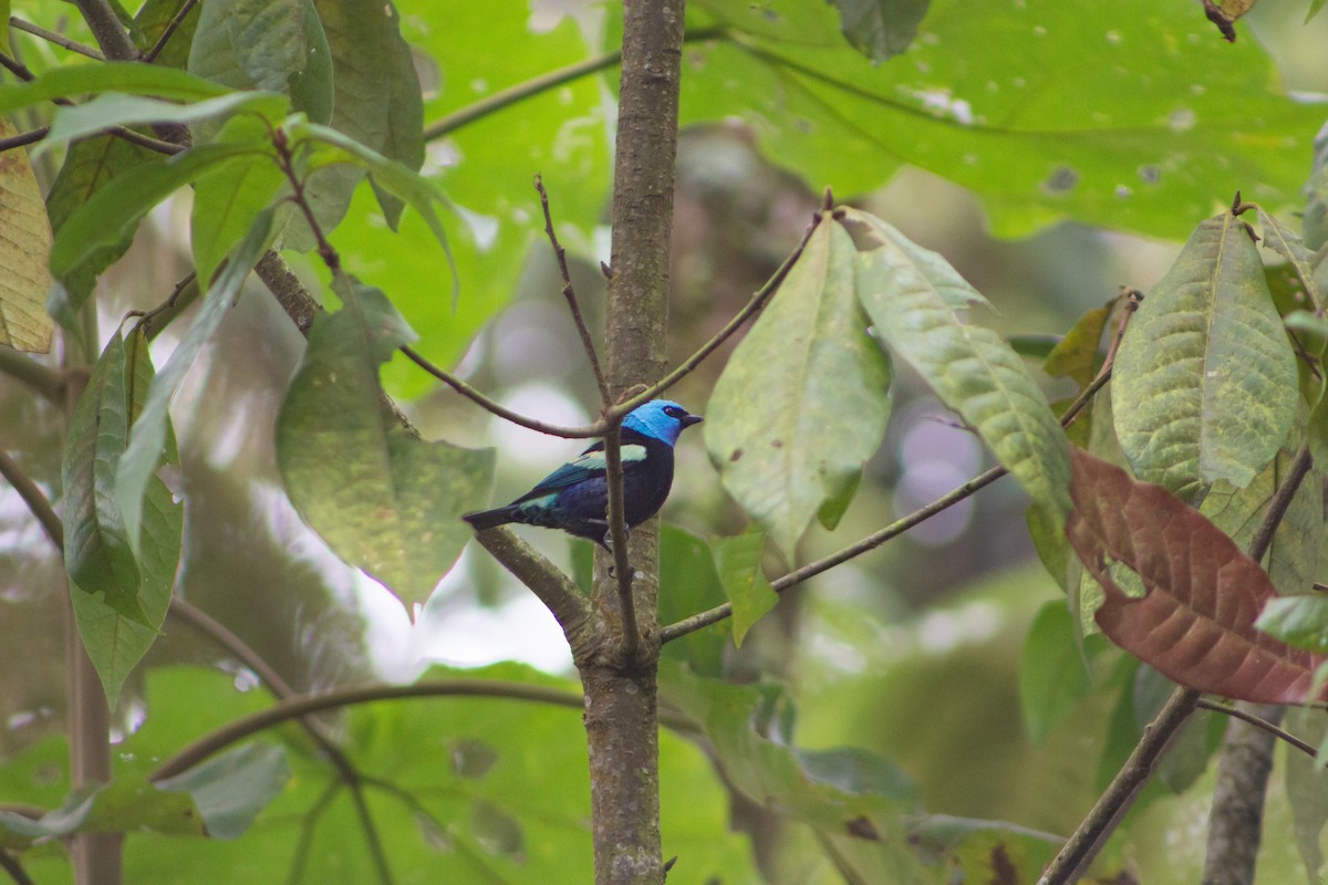Blue-necked Tanager - ML123691591