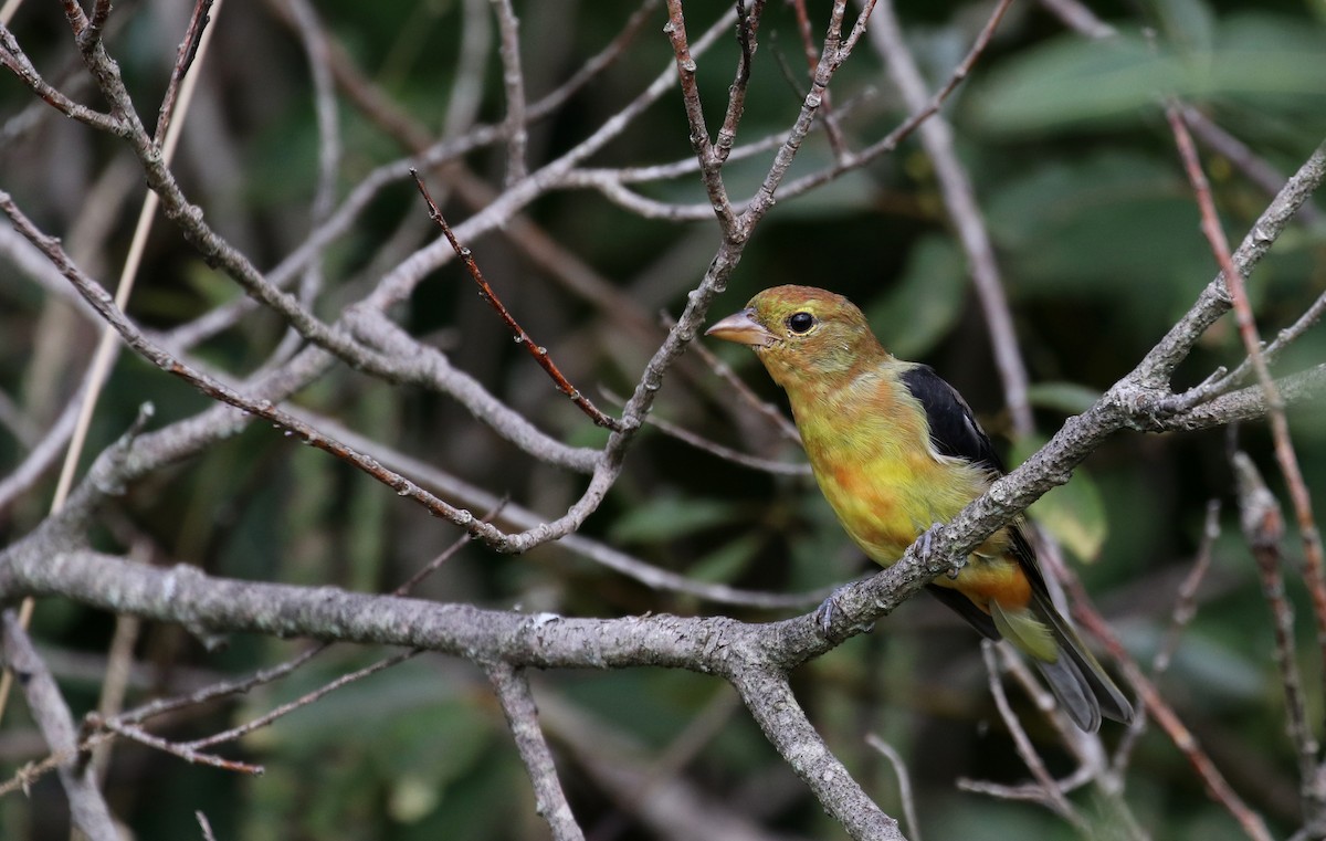 Scarlet Tanager - ML123691601