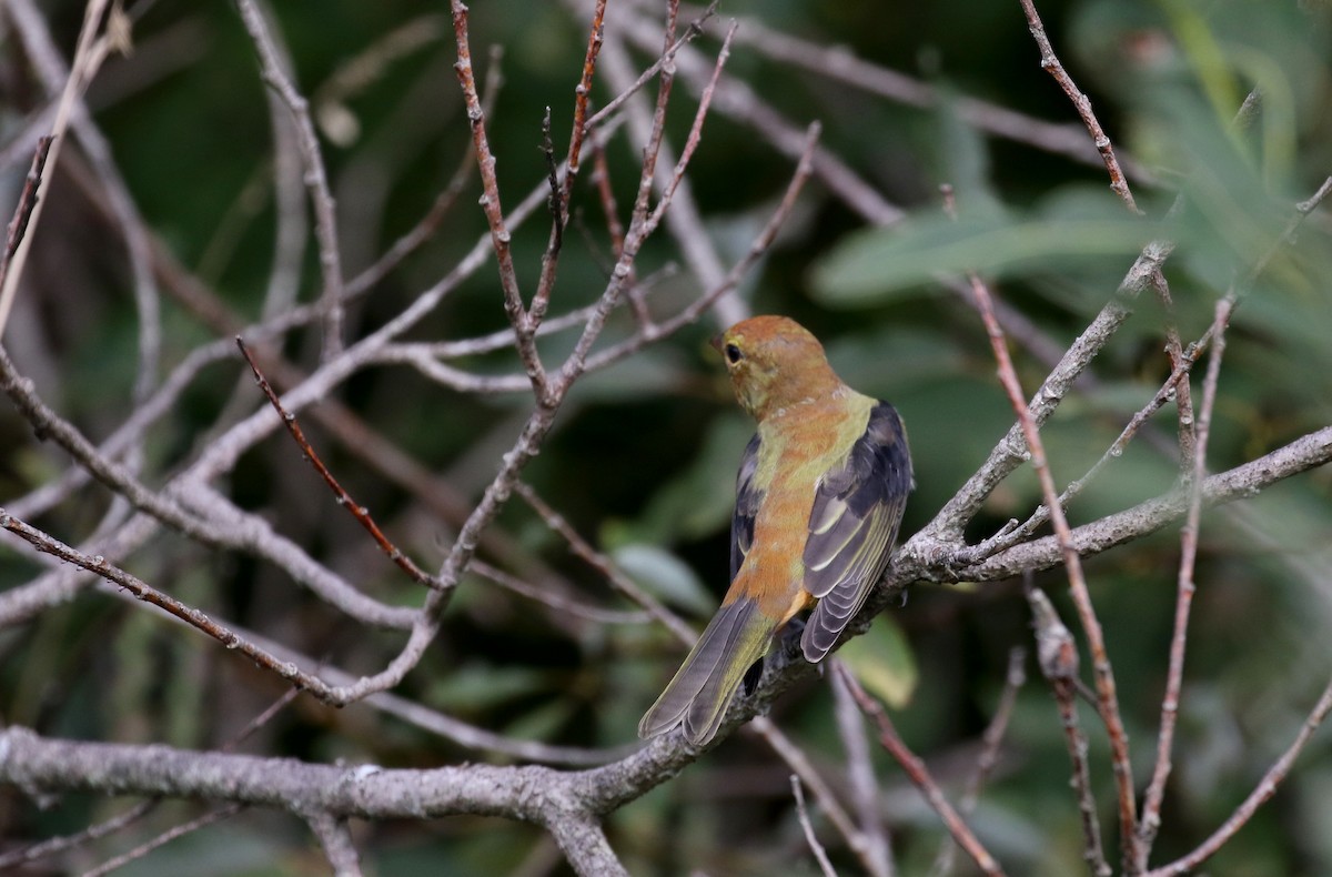 Scarlet Tanager - ML123691611