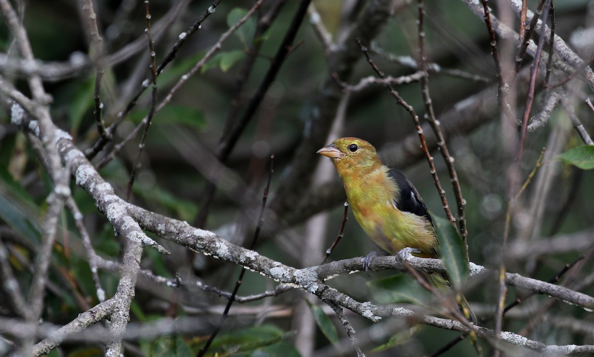 Scarlet Tanager - ML123691621