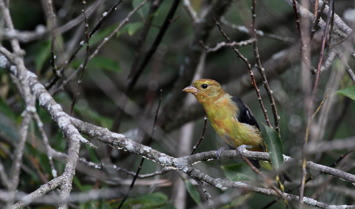 Scarlet Tanager - ML123691631