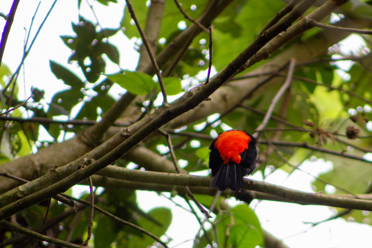 Flame-rumped Tanager - ML123692101