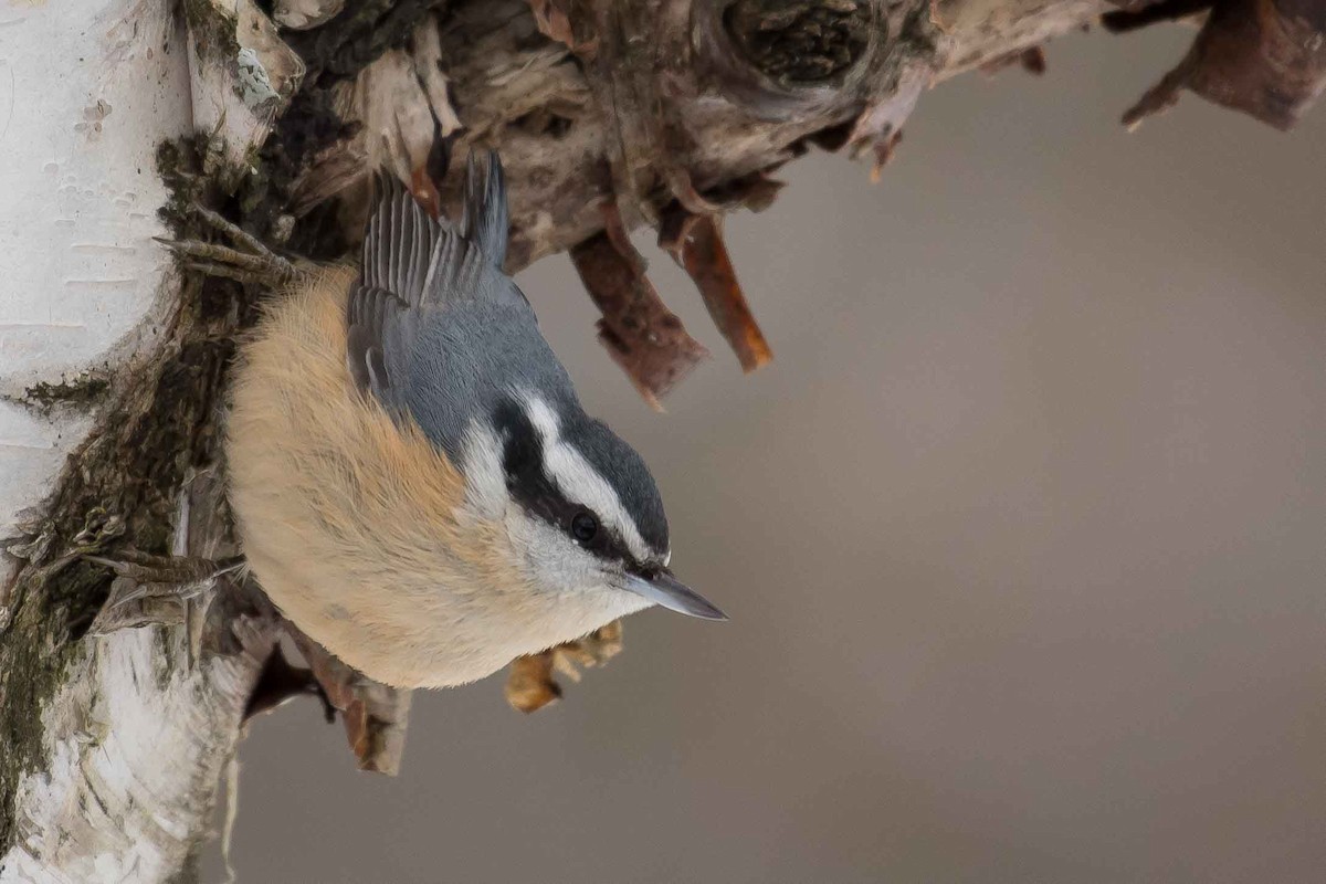 Red-breasted Nuthatch - ML123692761