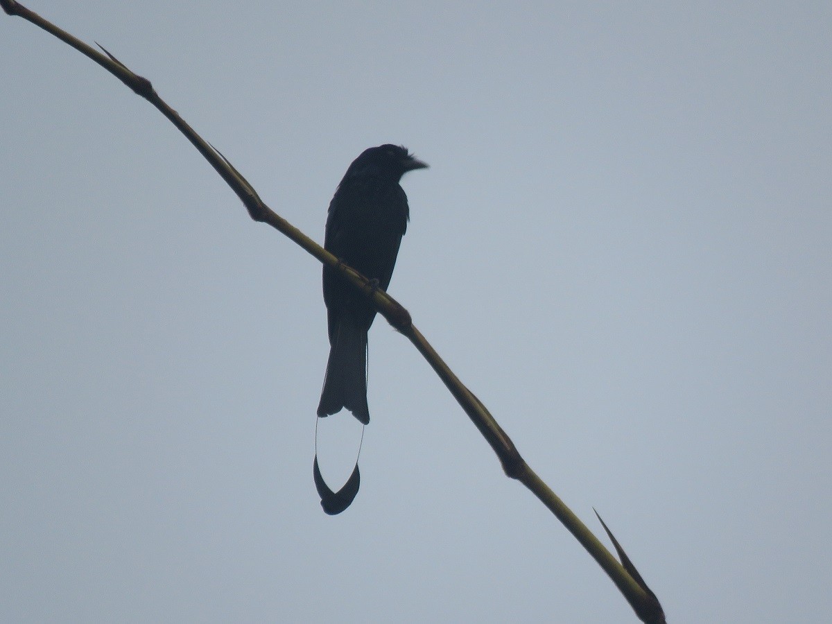 Greater Racket-tailed Drongo - Troy Corman