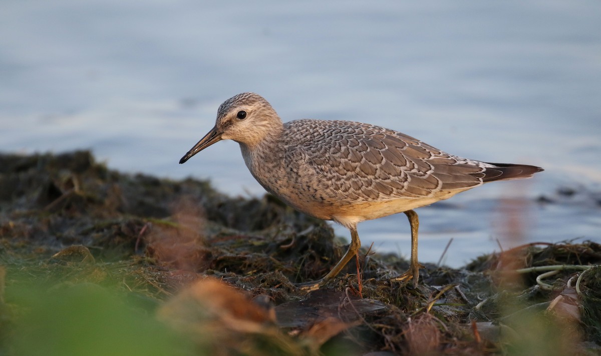 Red Knot - ML123694071
