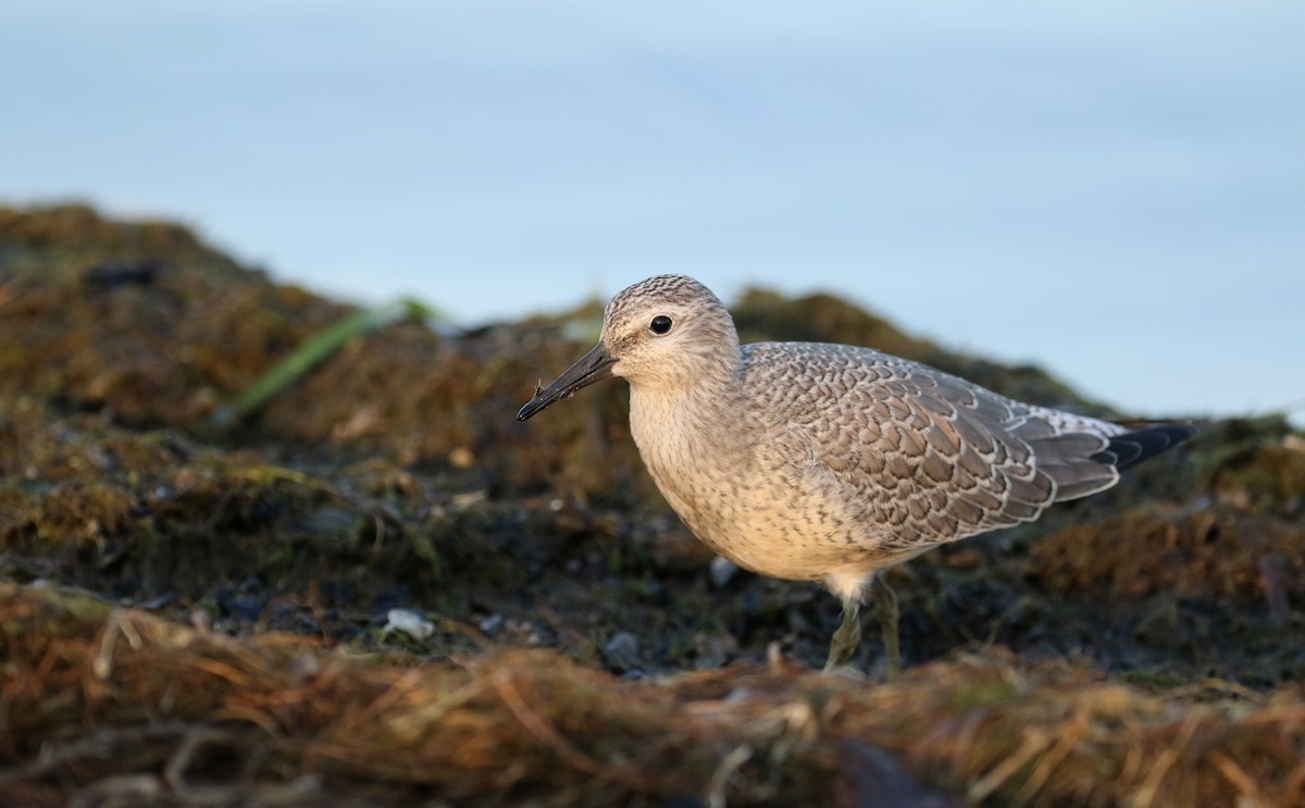 Red Knot - ML123694201