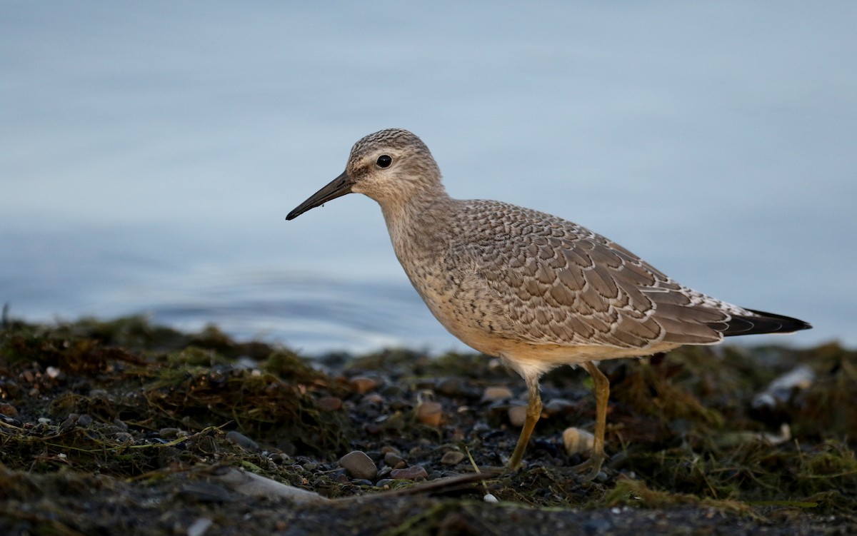 Red Knot - ML123694221