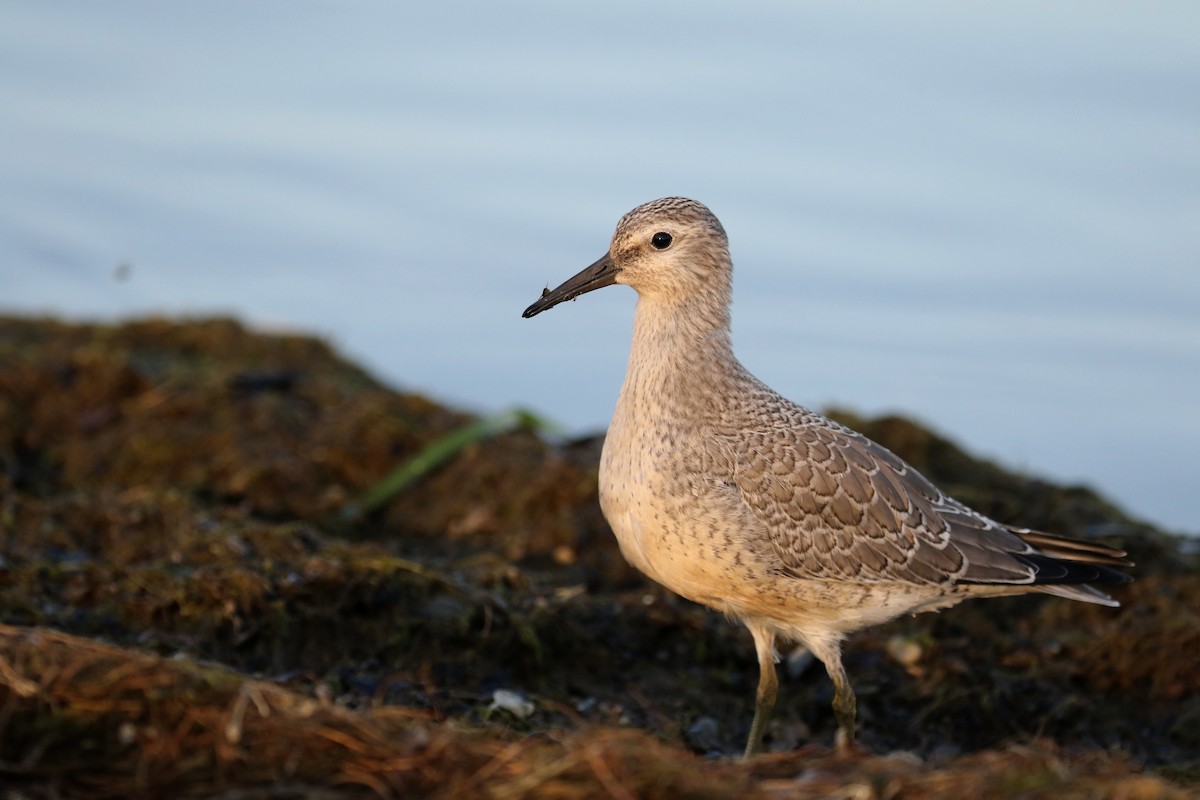 Red Knot - ML123694241