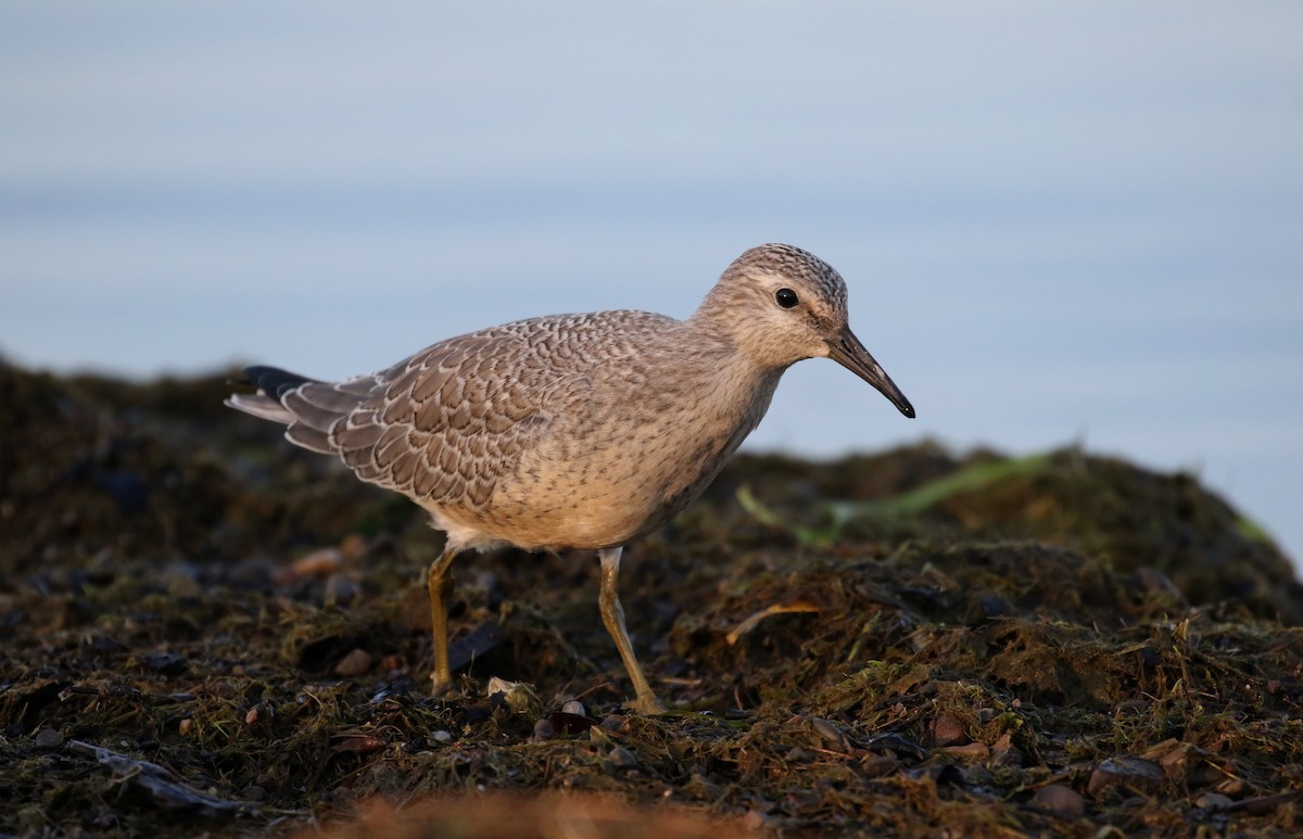 Red Knot - ML123694411
