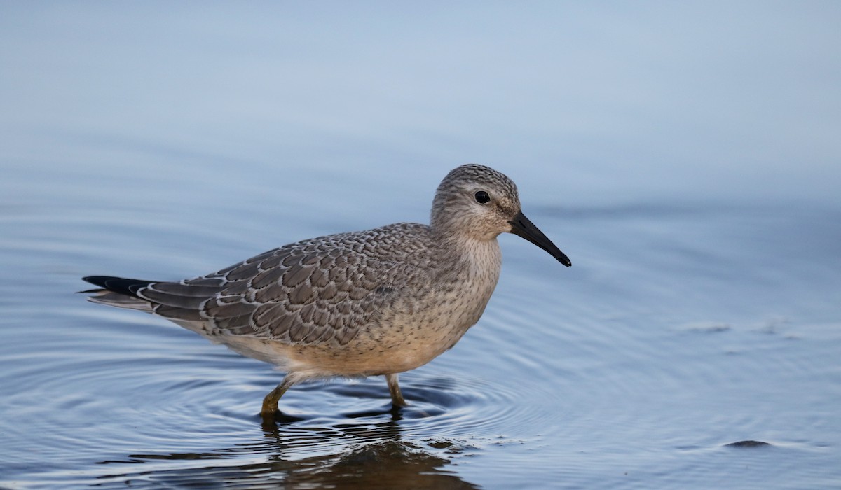 Red Knot - ML123694431