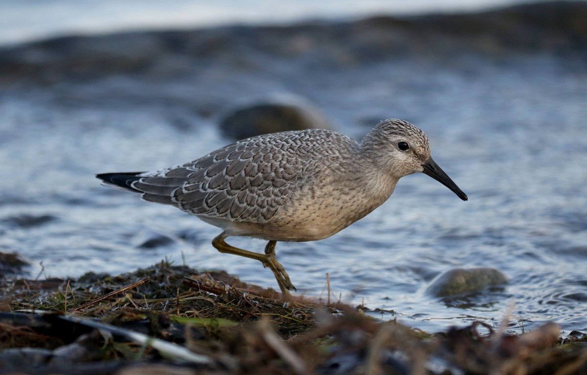 Red Knot - ML123694491