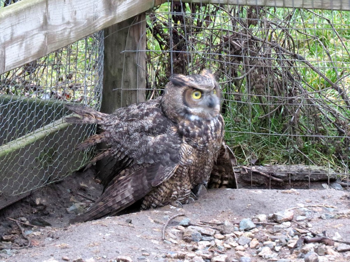 Great Horned Owl - ML123697551