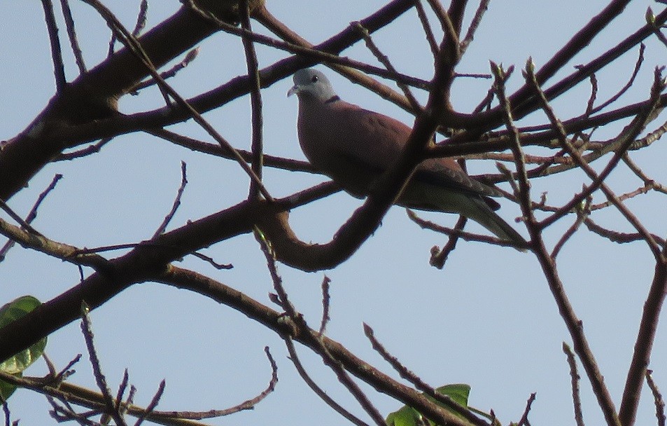 Red Collared-Dove - ML123697941