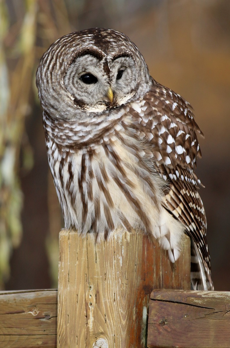 Barred Owl - Sandra Minotti