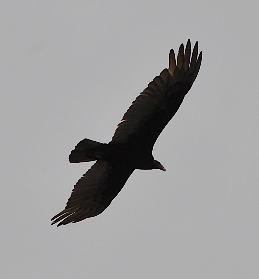 Turkey Vulture - andres ebel
