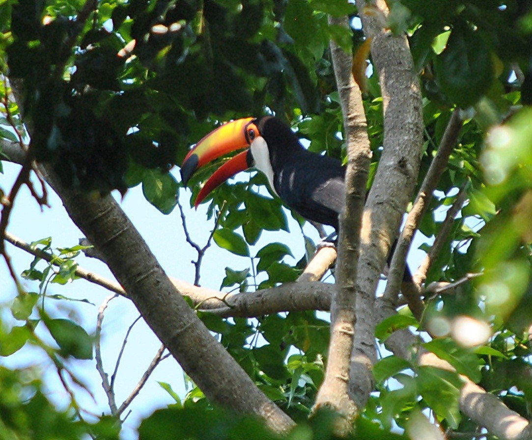 Toco Toucan - andres ebel