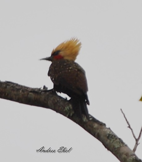 Pale-crested Woodpecker - ML123705701