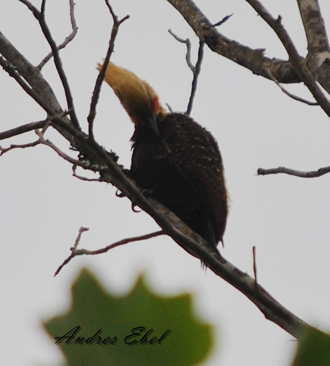 Pale-crested Woodpecker - andres ebel