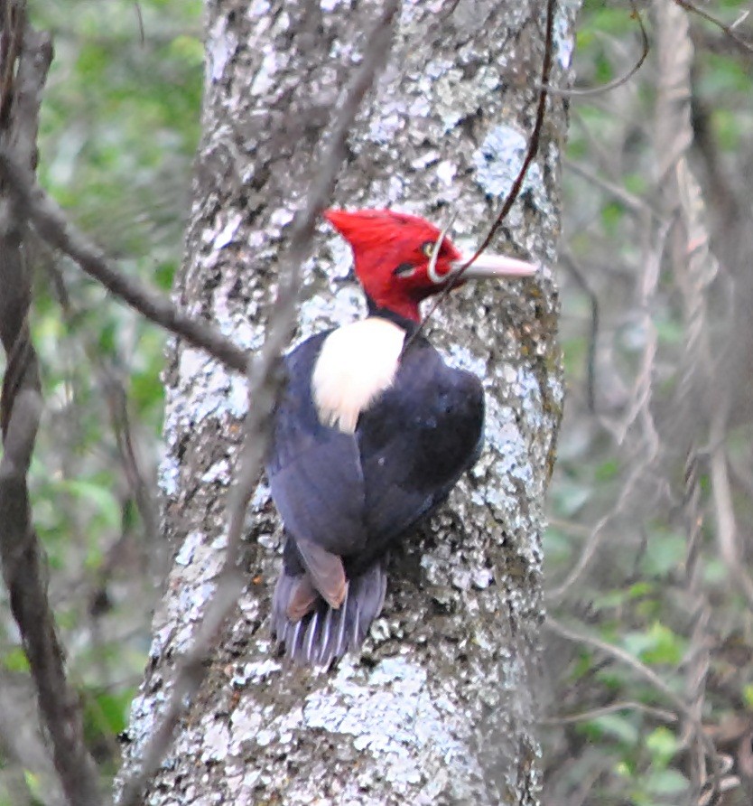 Cream-backed Woodpecker - andres ebel