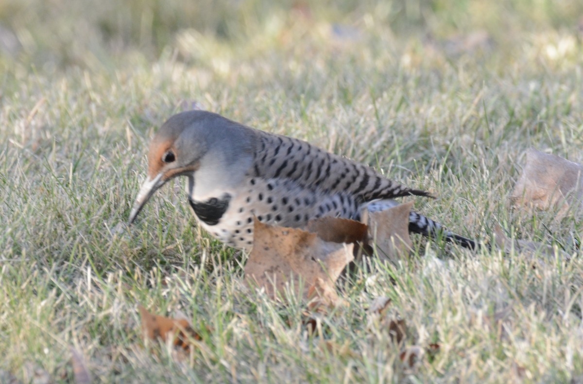 Northern Flicker (Red-shafted) - ML123710741