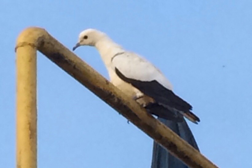 Pied Imperial-Pigeon - Bird Record Thailand