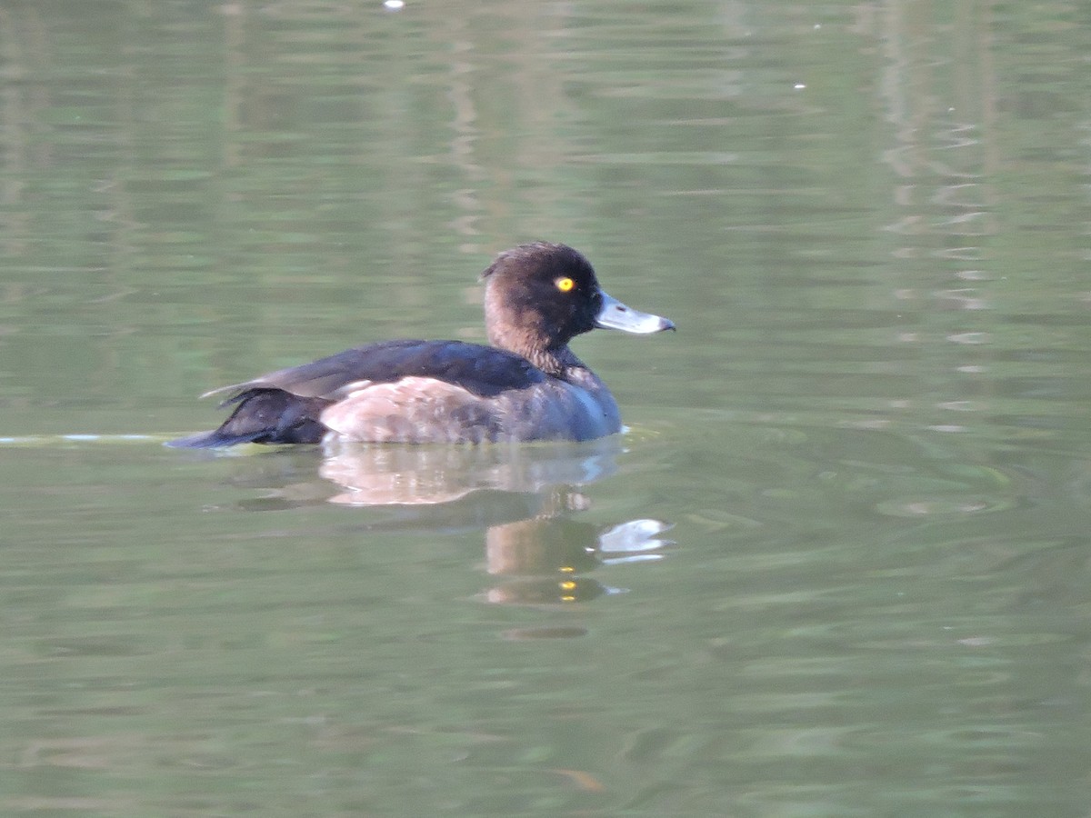 Tufted Duck - ML123718711