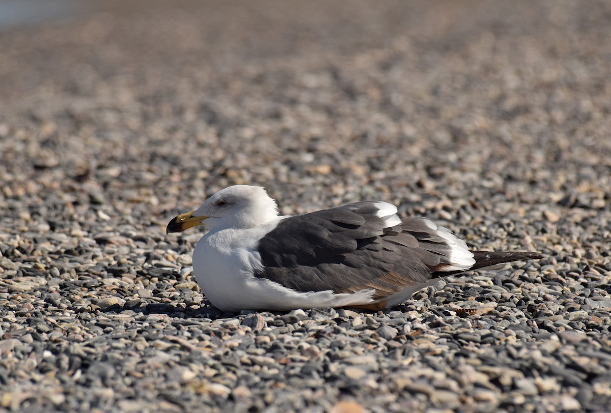 Yellow-footed Gull - ML123723551