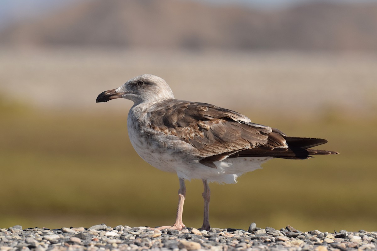 Yellow-footed Gull - ML123723561