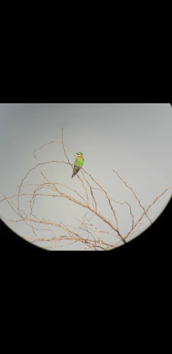 Blue-cheeked Bee-eater - ravi patel