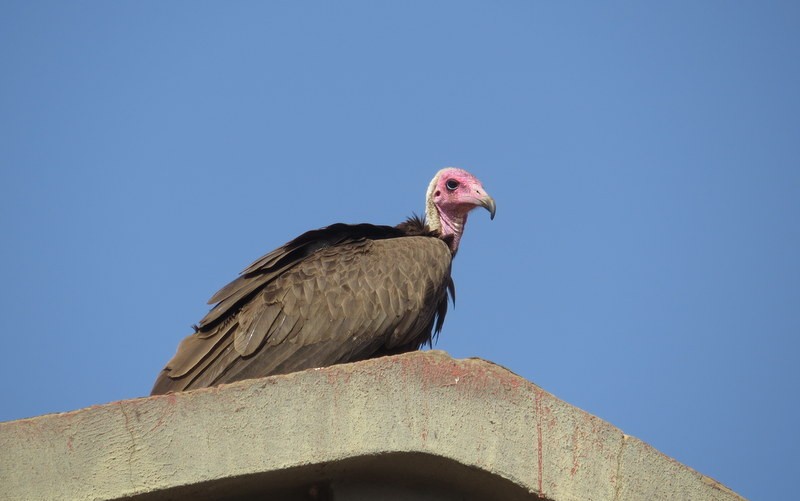 Hooded Vulture - Asher  Warkentin