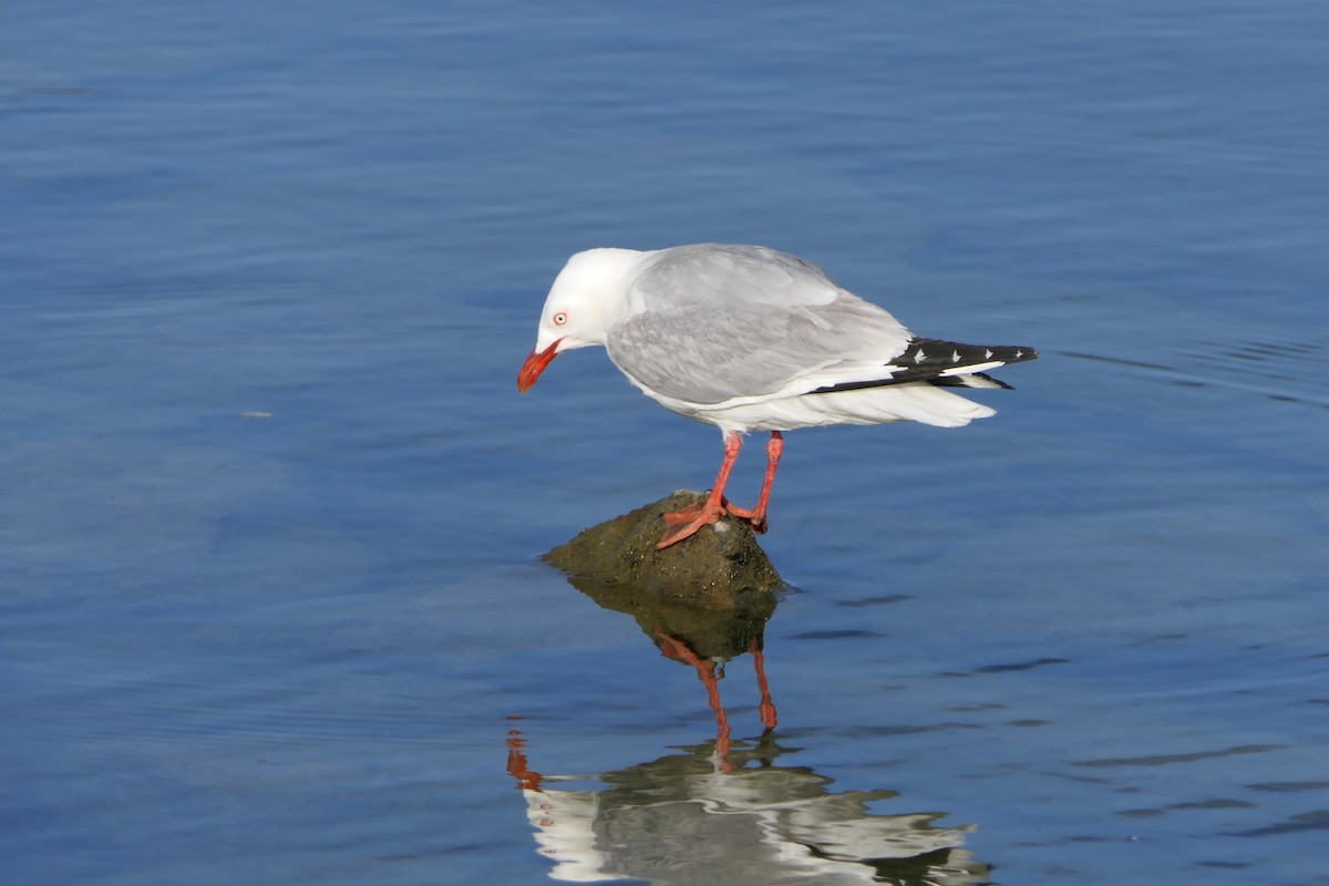 Silver Gull (Red-billed) - Jim Kirker