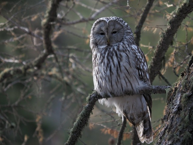 Frontal view (subspecies <em class="SciName notranslate">yenisseensis</em>). - Ural Owl - 