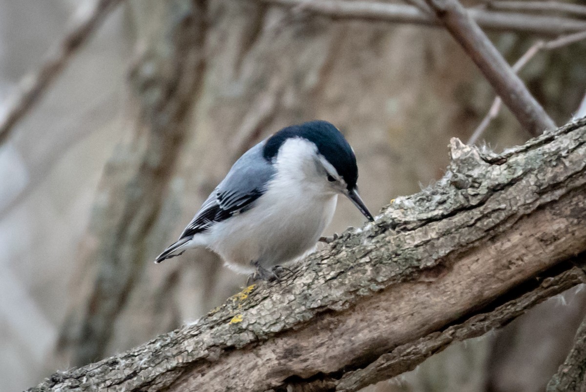 White-breasted Nuthatch - Michael Warner