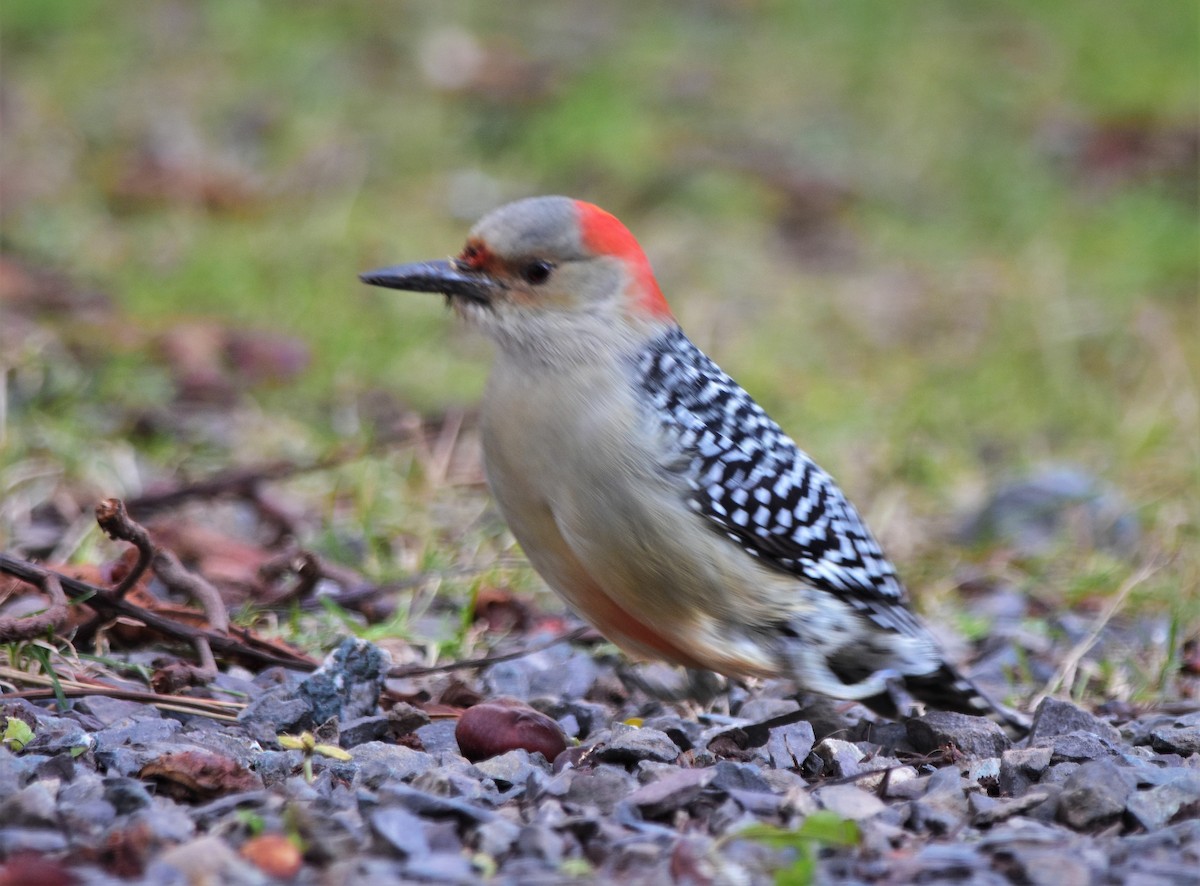 Red-bellied Woodpecker - Robert Lange